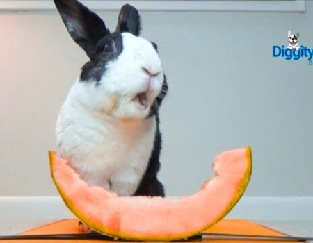 Can Rabbits Eat Melon