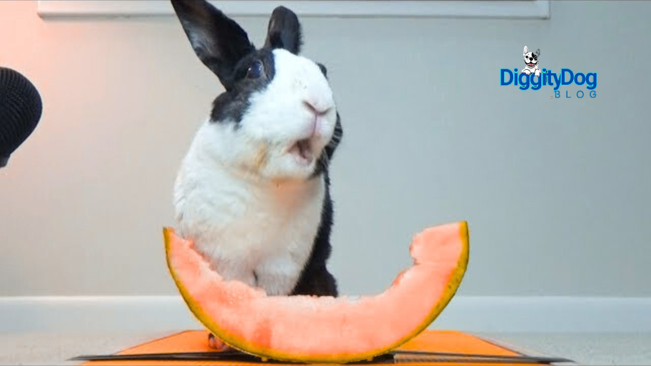 Can Rabbits Eat Melon