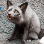 Should You Keep a Russian Red Fox as a Pet?
