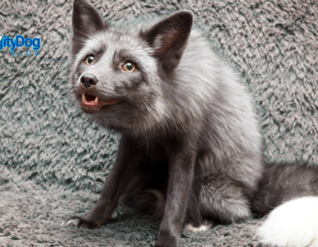 Should You Keep a Russian Red Fox as a Pet?