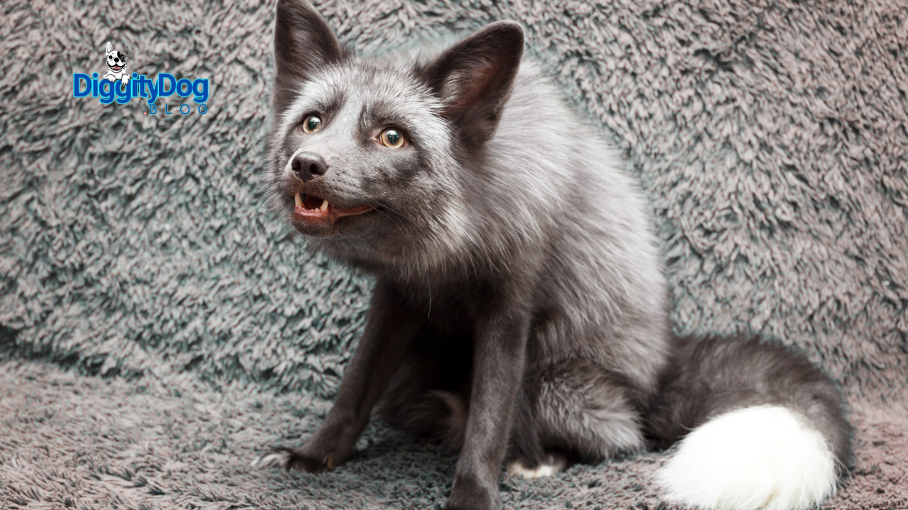Should You Keep a Russian Red Fox as a Pet?