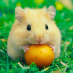 Can Hamsters Eat Fruit