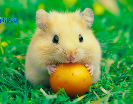 Can Hamsters Eat Fruit