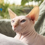 13 Convincingly Cute Sphynx Cats