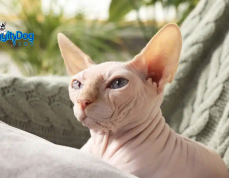 13 Convincingly Cute Sphynx Cats