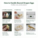 Bearded Dragon Eggs