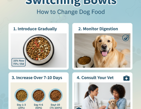 How to Change Dog Food