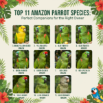 11 Amazon Parrot Species