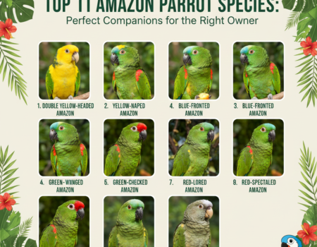 11 Amazon Parrot Species