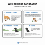 Why Do Dogs Eat Grass