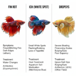 Betta Fish Diseases