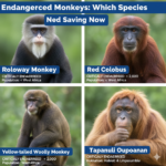 Endangered Monkeys