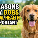 5 Reasons Why Dogs Mental Health Is Important