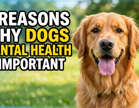 5 Reasons Why Dogs Mental Health Is Important
