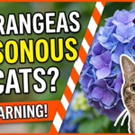 Are Hydrangeas Poisonous to Cats