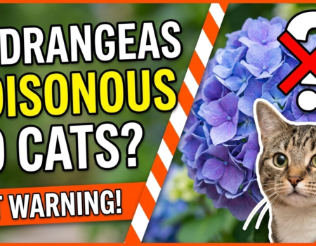 Are Hydrangeas Poisonous to Cats