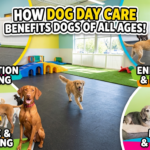 How Dog Day Care Benefits Dogs of All Ages