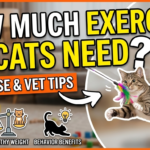 How Much Exercise Do Cats Need