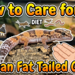 How to Care for an African Fat Tailed Gecko