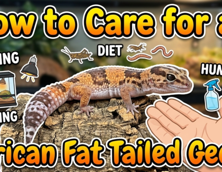 How to Care for an African Fat Tailed Gecko