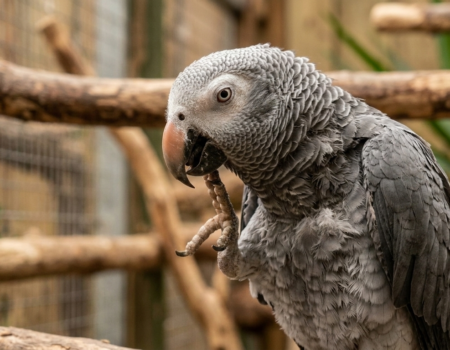 How to Identify and Get Rid of Parrot Lice