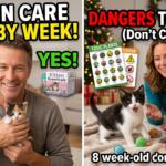 Kitten Care Week by Week