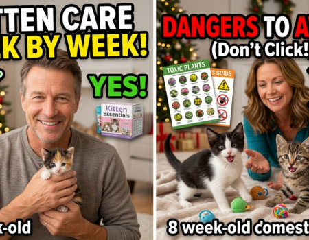 Kitten Care Week by Week