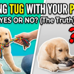 Should You Play Tug of War With Your Puppy