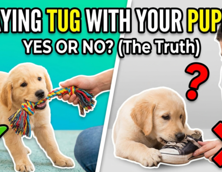 Should You Play Tug of War With Your Puppy
