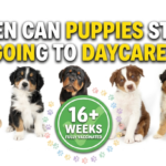 When Can Puppies Start Going to Daycare