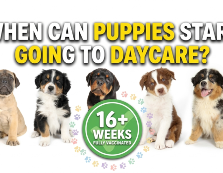When Can Puppies Start Going to Daycare