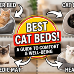 Choosing the Best Bed for Your Cat