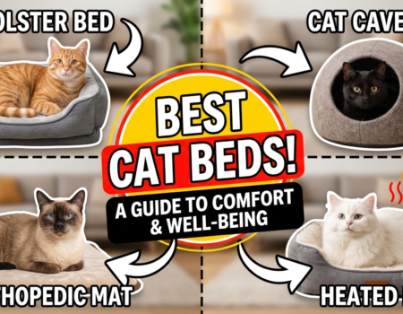 Choosing the Best Bed for Your Cat