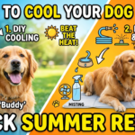 Hacks to cool your dog down in summer