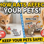 How Rats Can Affect Your Pets