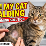 My Healthy Cat Overgrooms to the Point of Balding