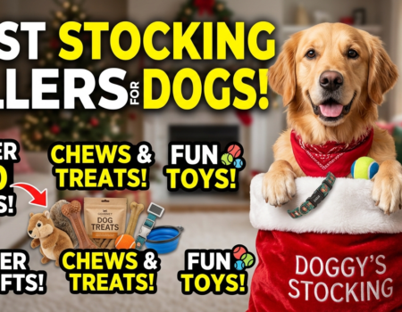 Stocking filler ideas for dogs