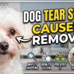 Tear stains on dogs