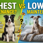 the highest and lowest maintenance dog breeds