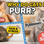 Why Do Cats Purr