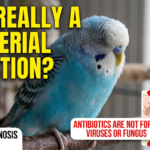 Why Proper Antibiotic Use is Crucial for Your Bird’s Health