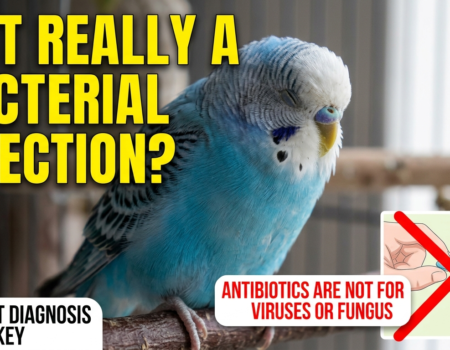 Why Proper Antibiotic Use is Crucial for Your Bird’s Health