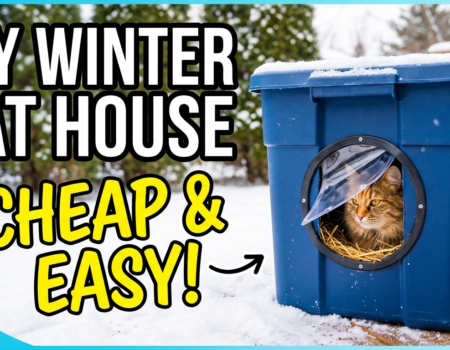 How to Build a DIY Outdoor Cat House for Winter