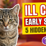 How to spot early signs of illness in cats