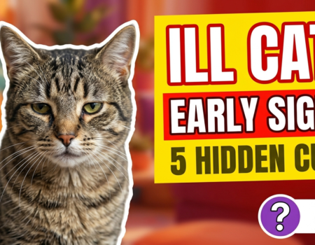 How to spot early signs of illness in cats