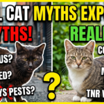 Myths and misconceptions about feral cats