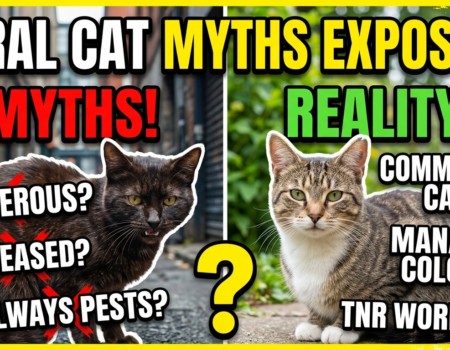 Myths and misconceptions about feral cats
