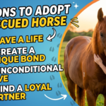 Reasons to adopt a rescued horse