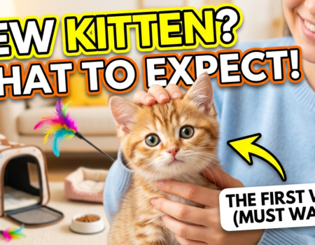 What to expect when you get a new kitten