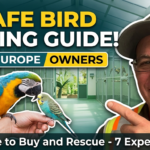 Where to Buy Pet Birds Safely